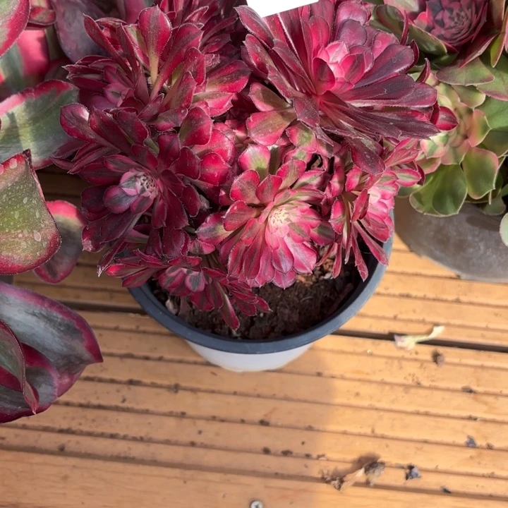 云南红铜好看1号拍拍拍