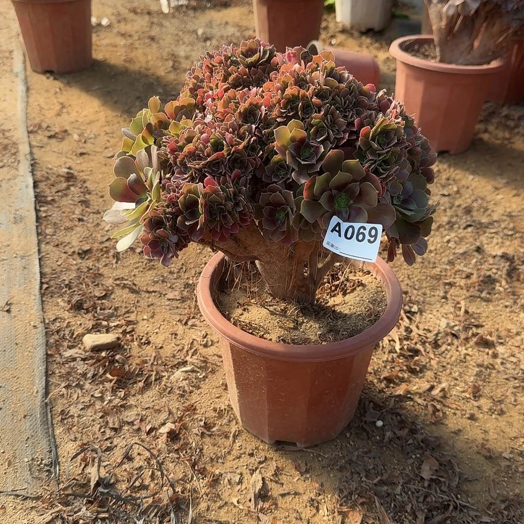 069火玫瑰朵朵一颗呀呀