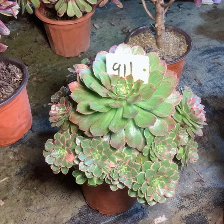 911莲花坐多肉一物一拍