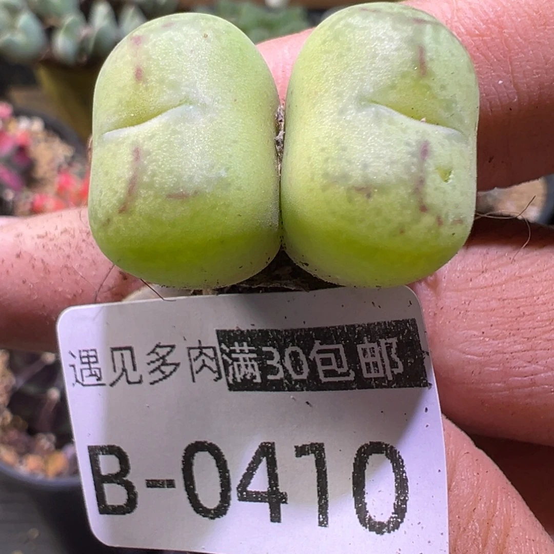 多肉植物11111111111