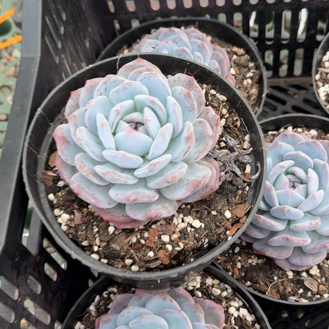 梦露150杯单头8厘米4棵不售后