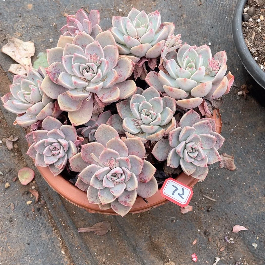 72红粉 一物一拍多肉