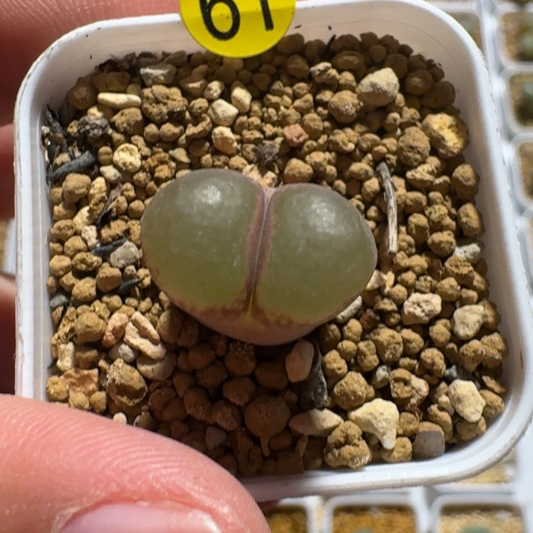 黑***?多肉..........61.....