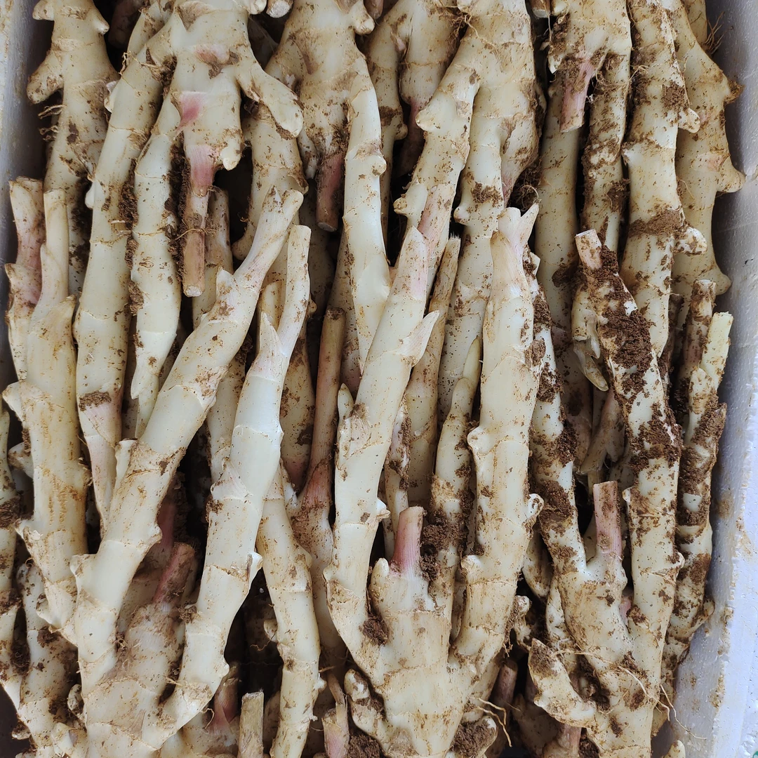 广西桂林农家子姜嫩姜