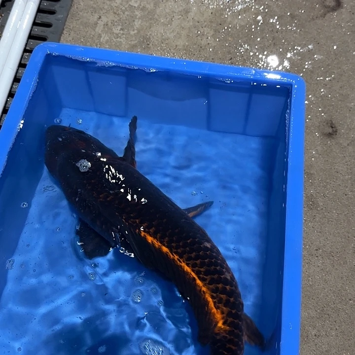 海水鱼赤目芒果紫金