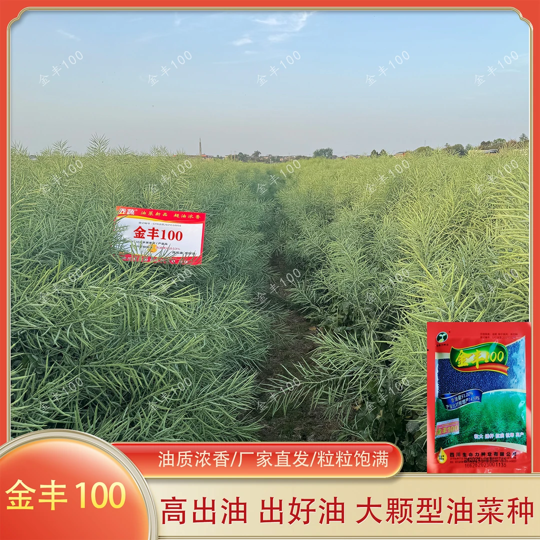 金丰100油菜籽产量高健康油矮杆油菜种子甘蓝型油菜籽秋季播种