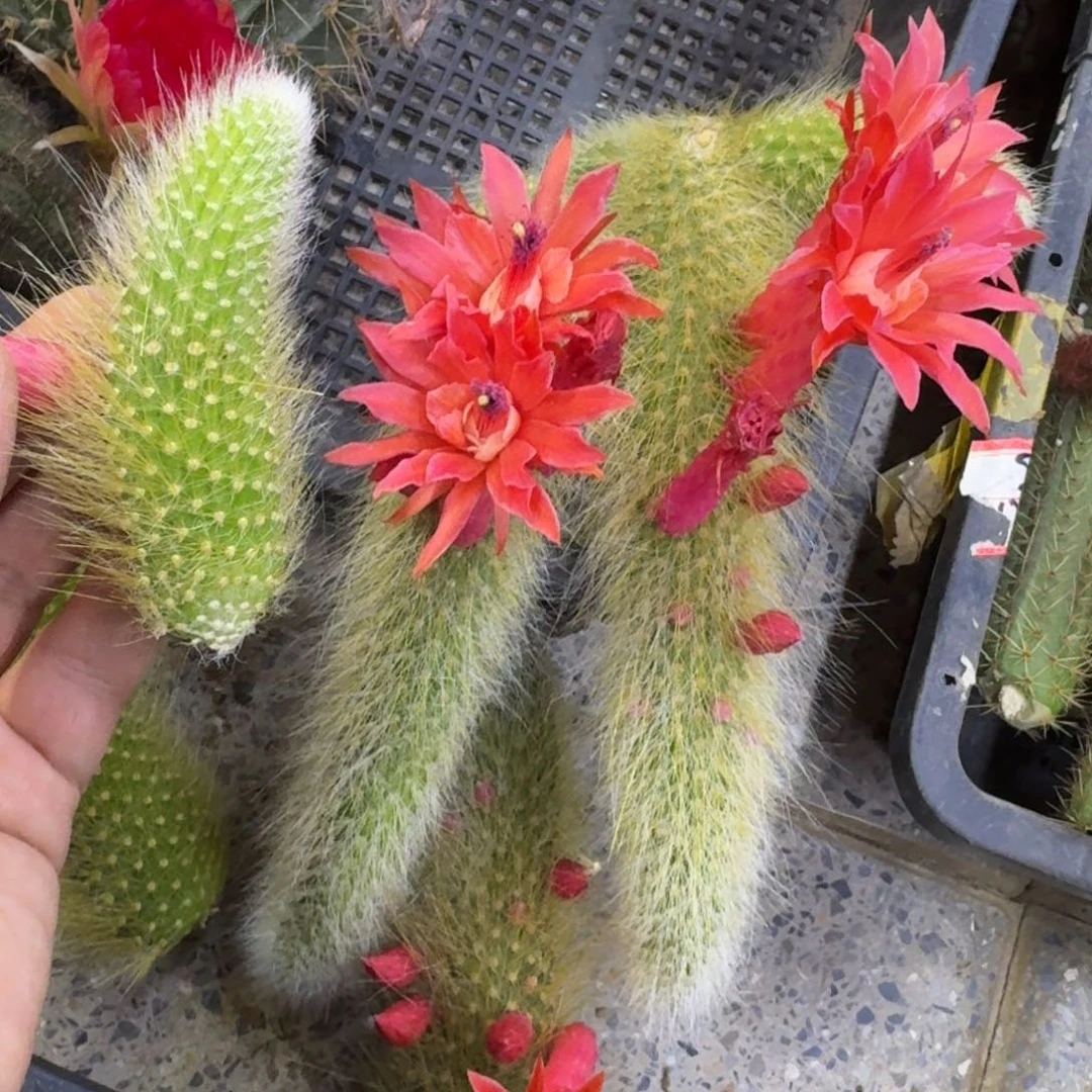 304九尾狐2个无根侧牙8公分左右，20包邮