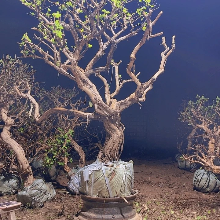 当前无花栽培后可以开花