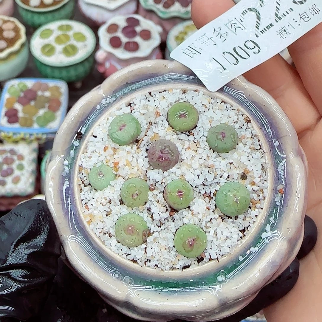生石花满18包邮1009-229