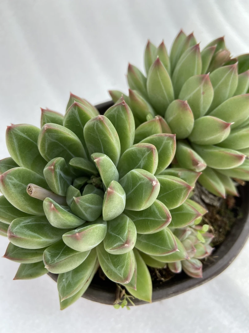 甲骨文保双头11公分脱土裸根 精品控养多肉好看好养新手