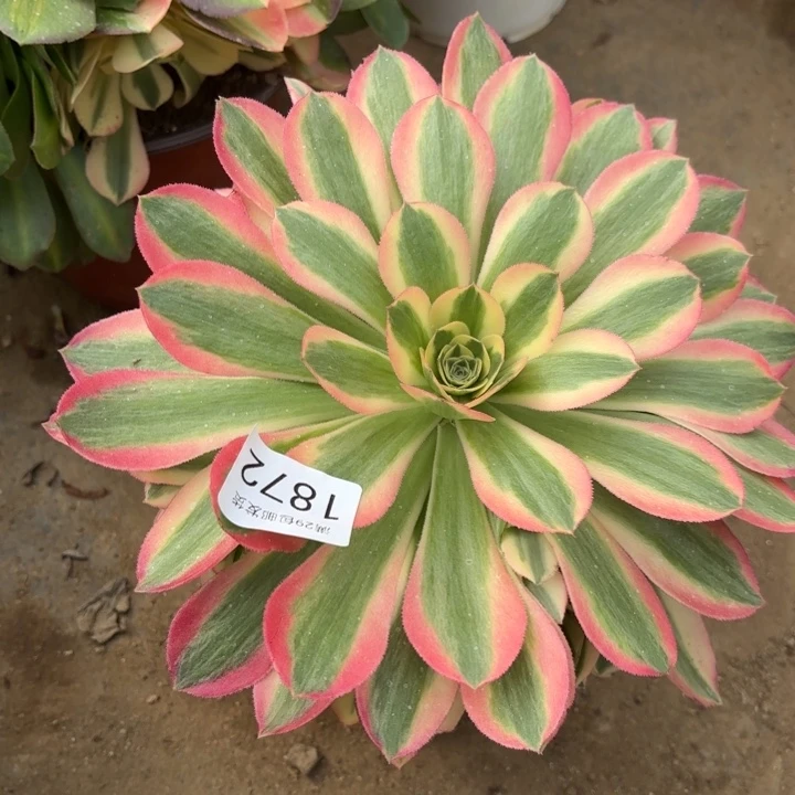 粉女巫多肉法师1872