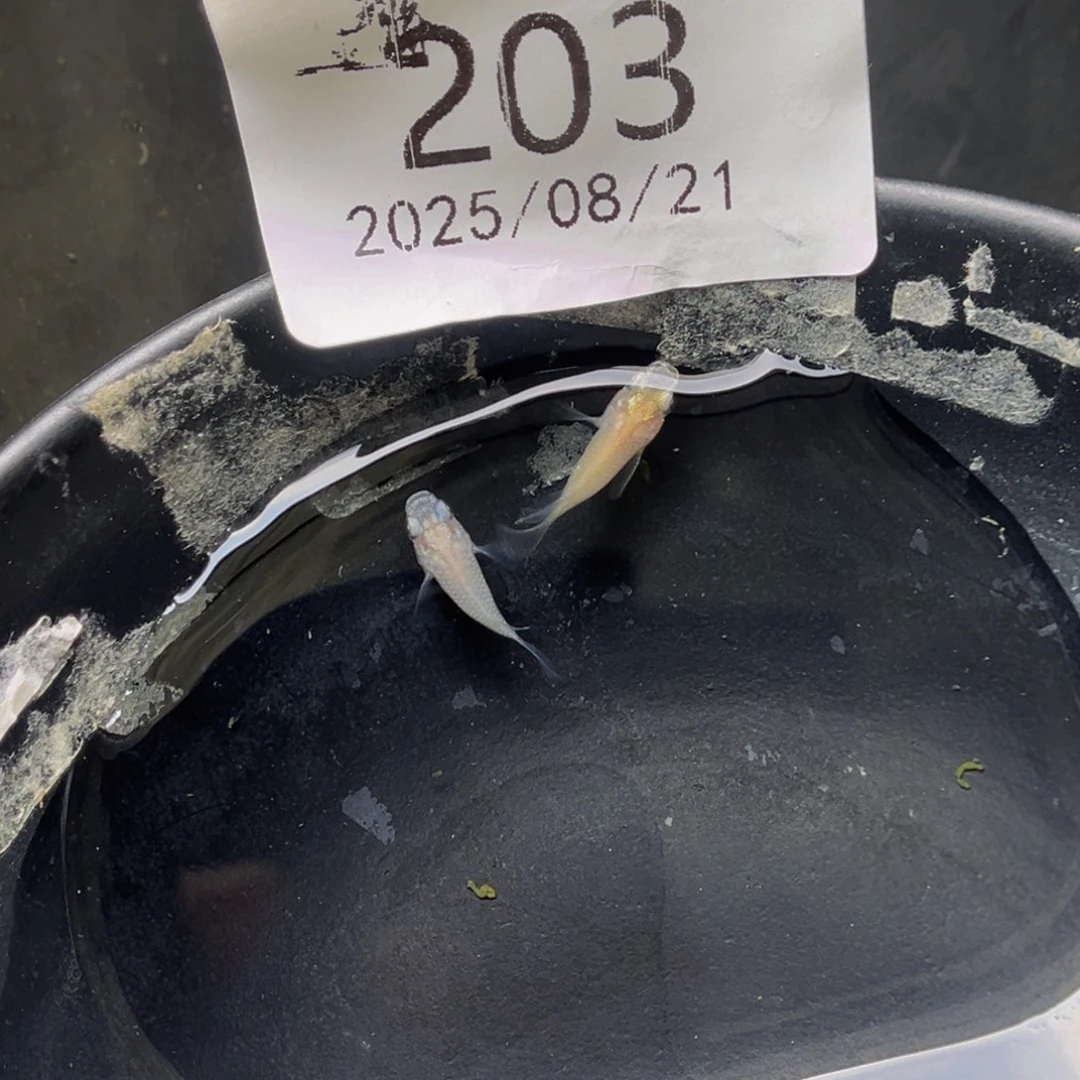 青鳉203白球体一对