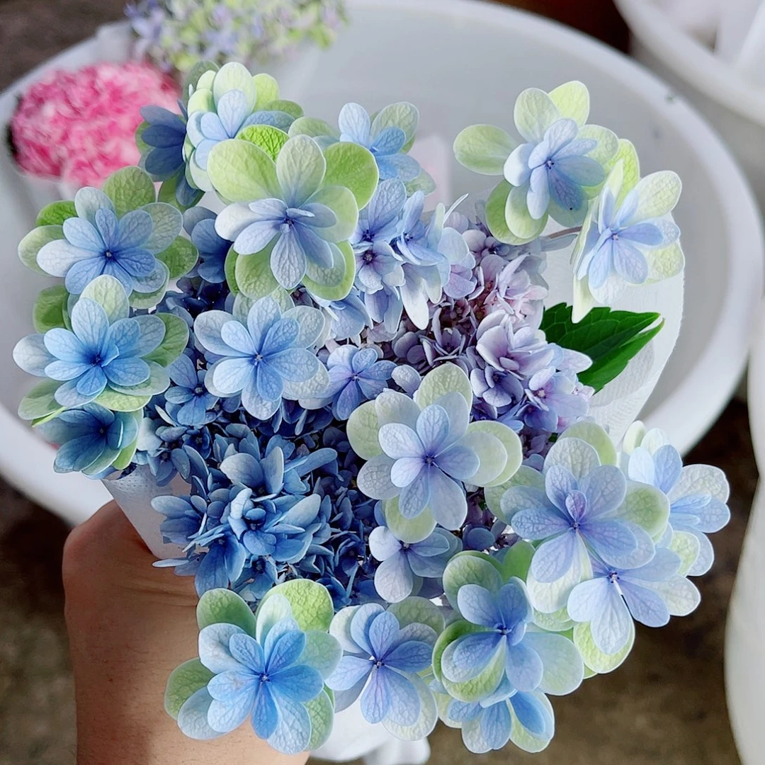 完全开放稀有绣球花81