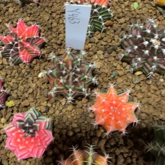 463-0123泰国发货多肉实生