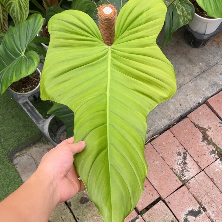 完全开放蝴蝶蔓绿绒