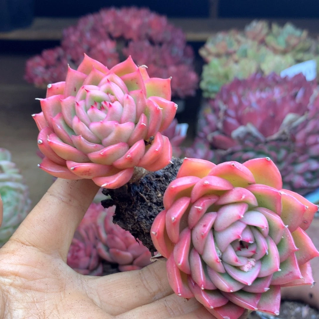 不****调1347杂交多肉植物基地