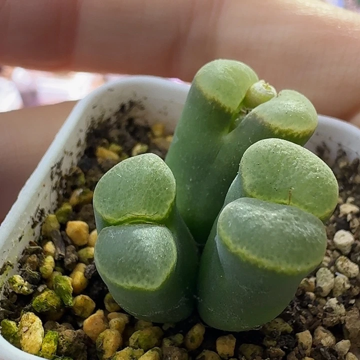 31号三头风铃一物一拍