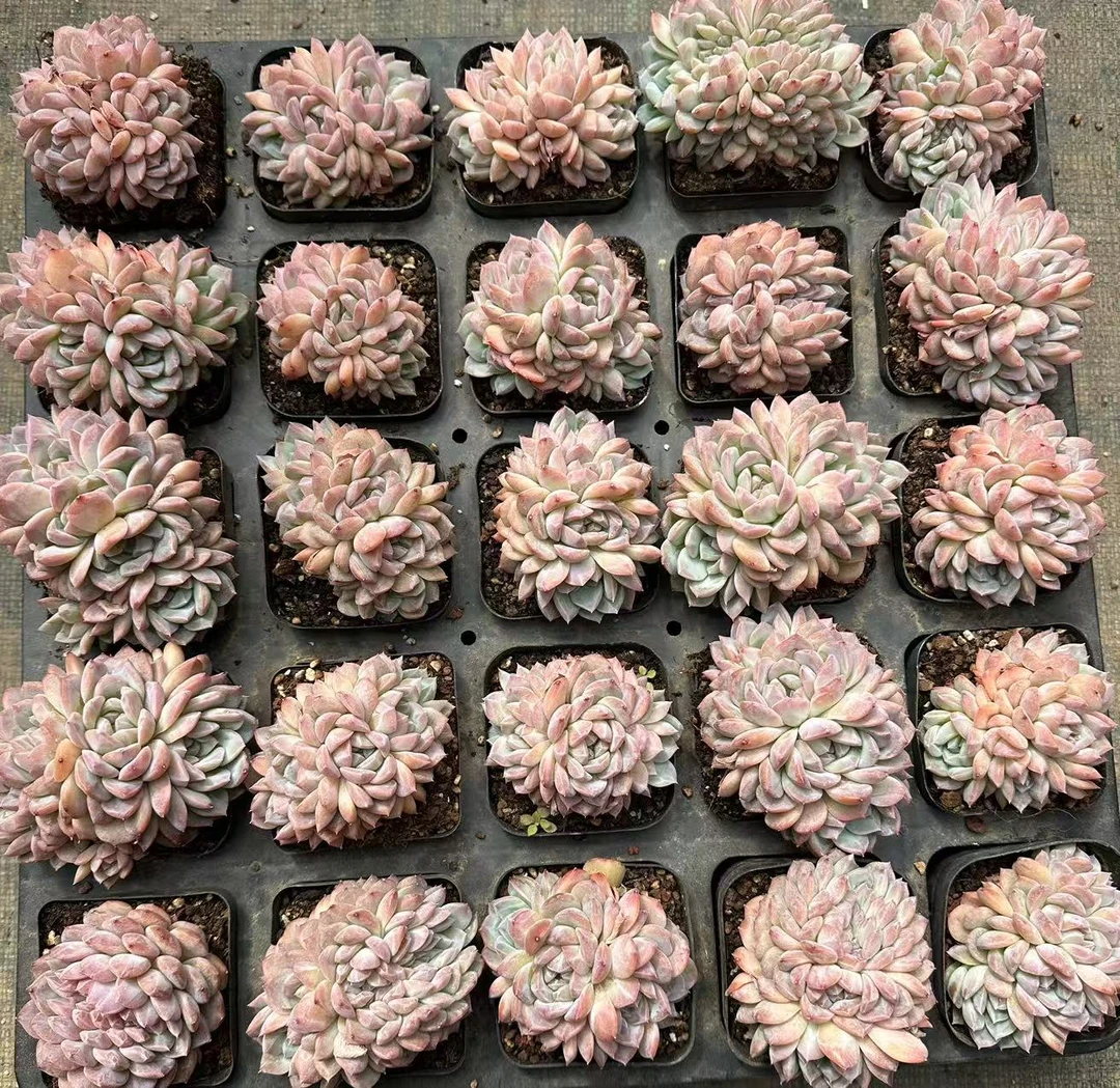 7#冰魄缀化多肉植物前男友精品多肉