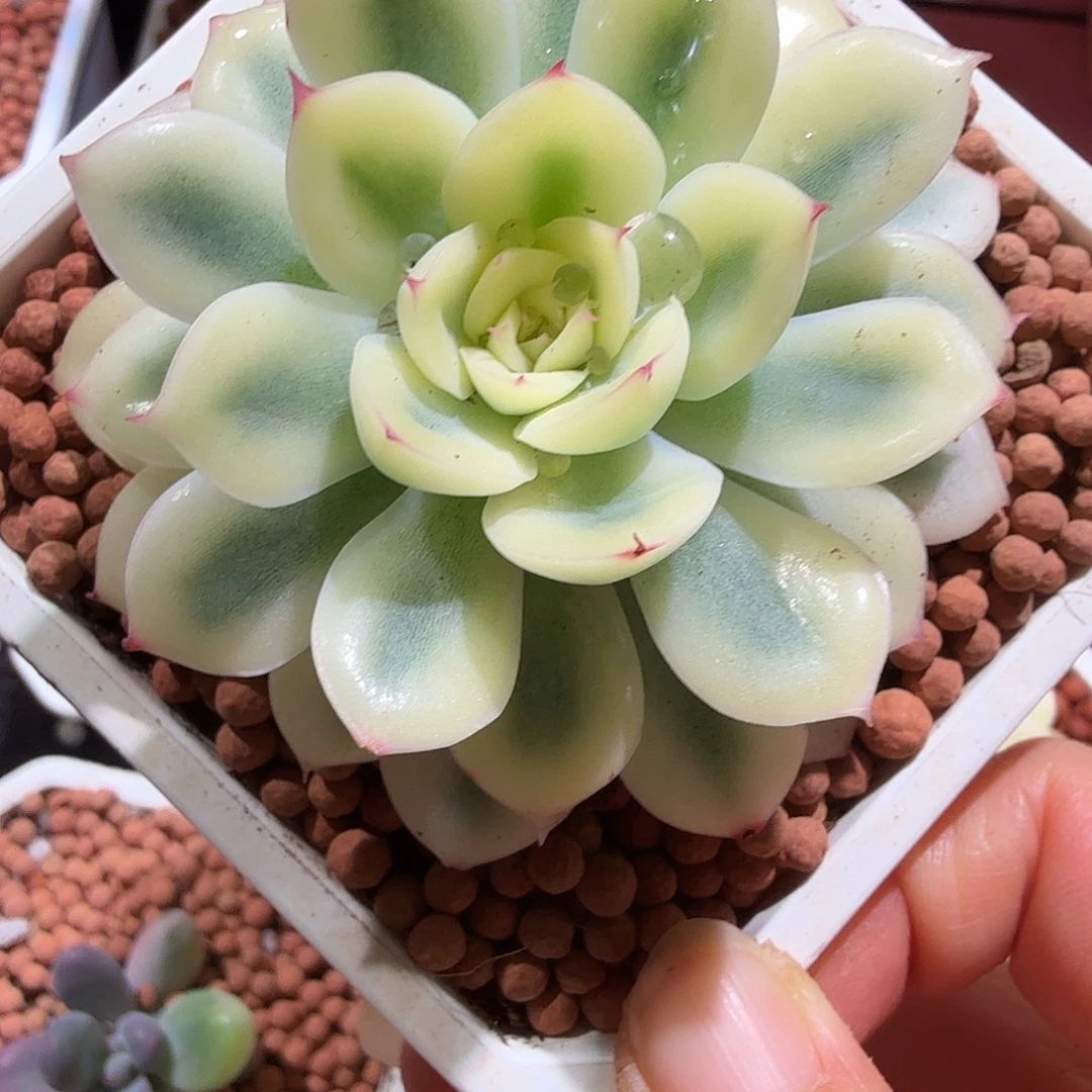 武仙座锦，宽腹轮锦