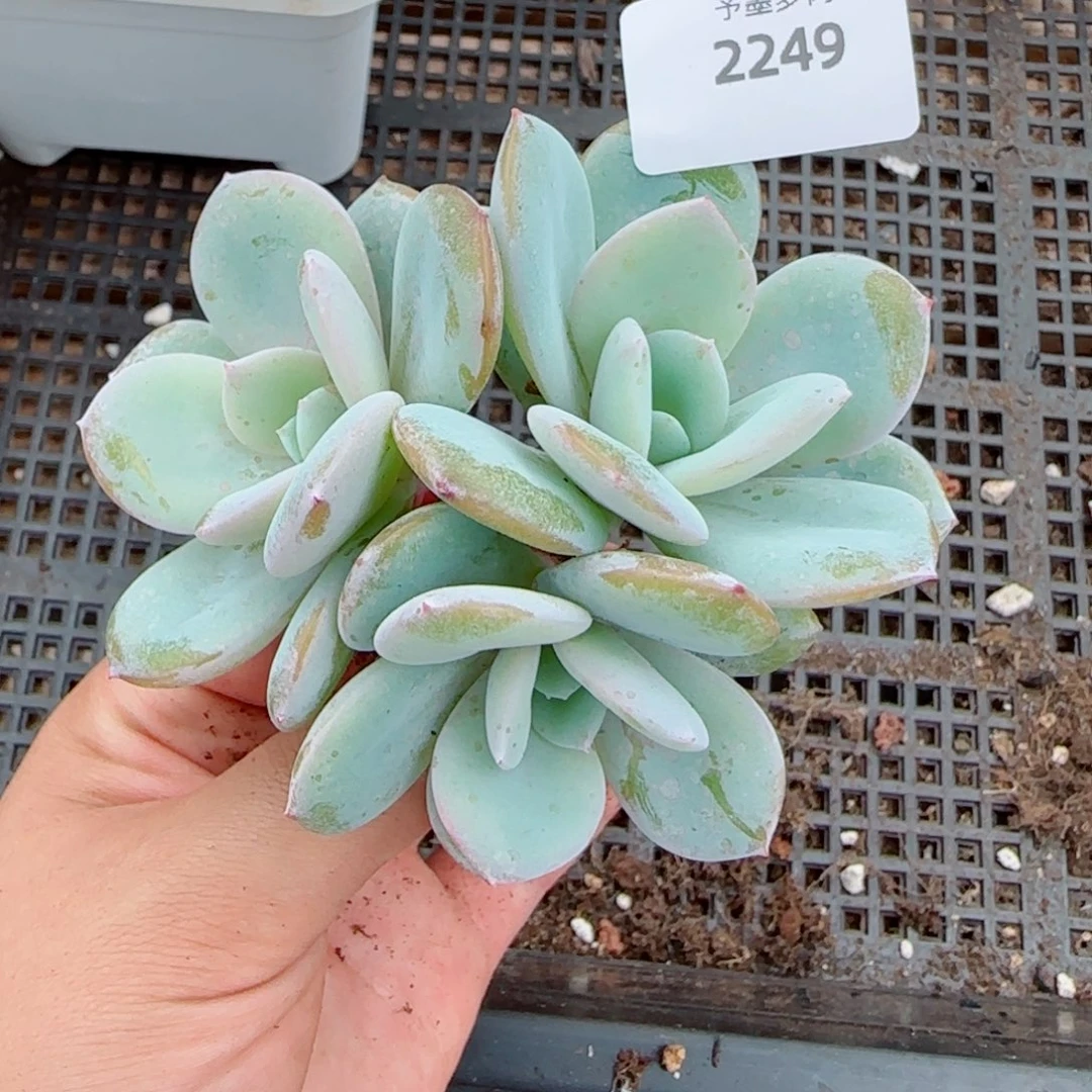 奶茶福利，2249多肉植物
