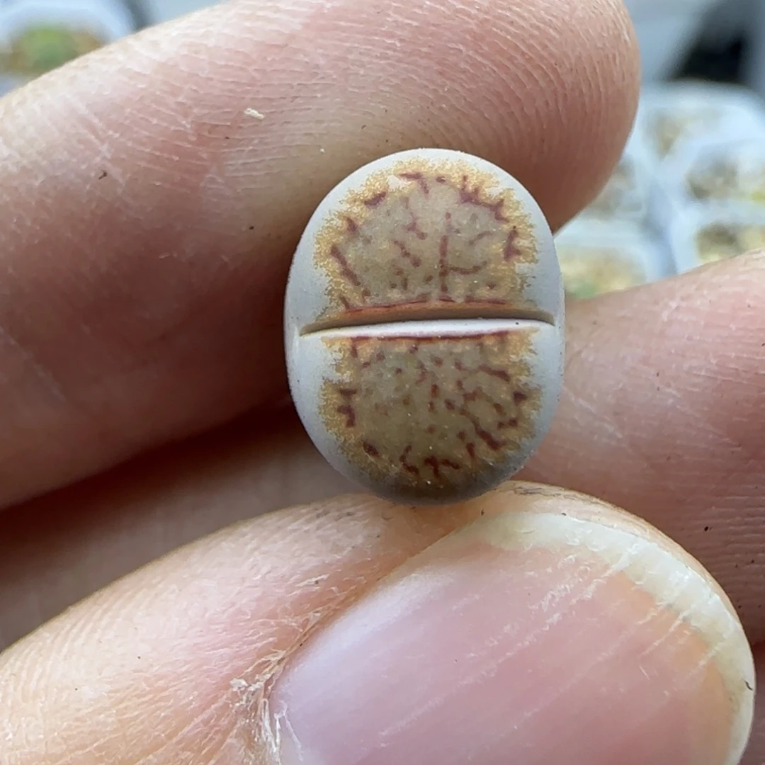 12二蜕粗边线纹饼干