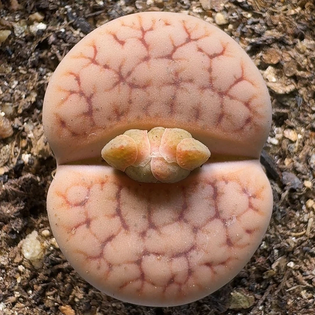 生石花11111。 388