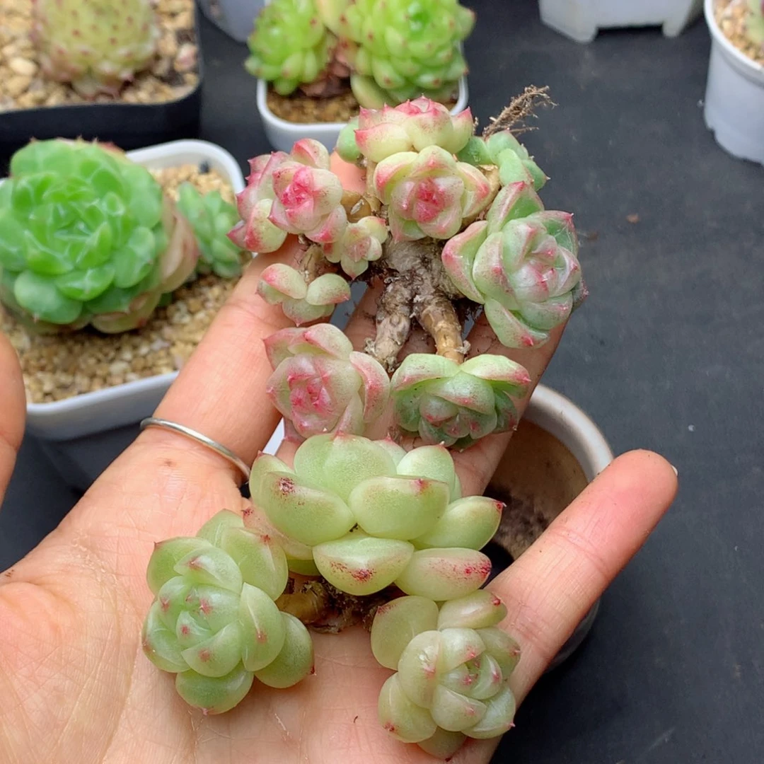 朱***。58包邮  群生不包整小白