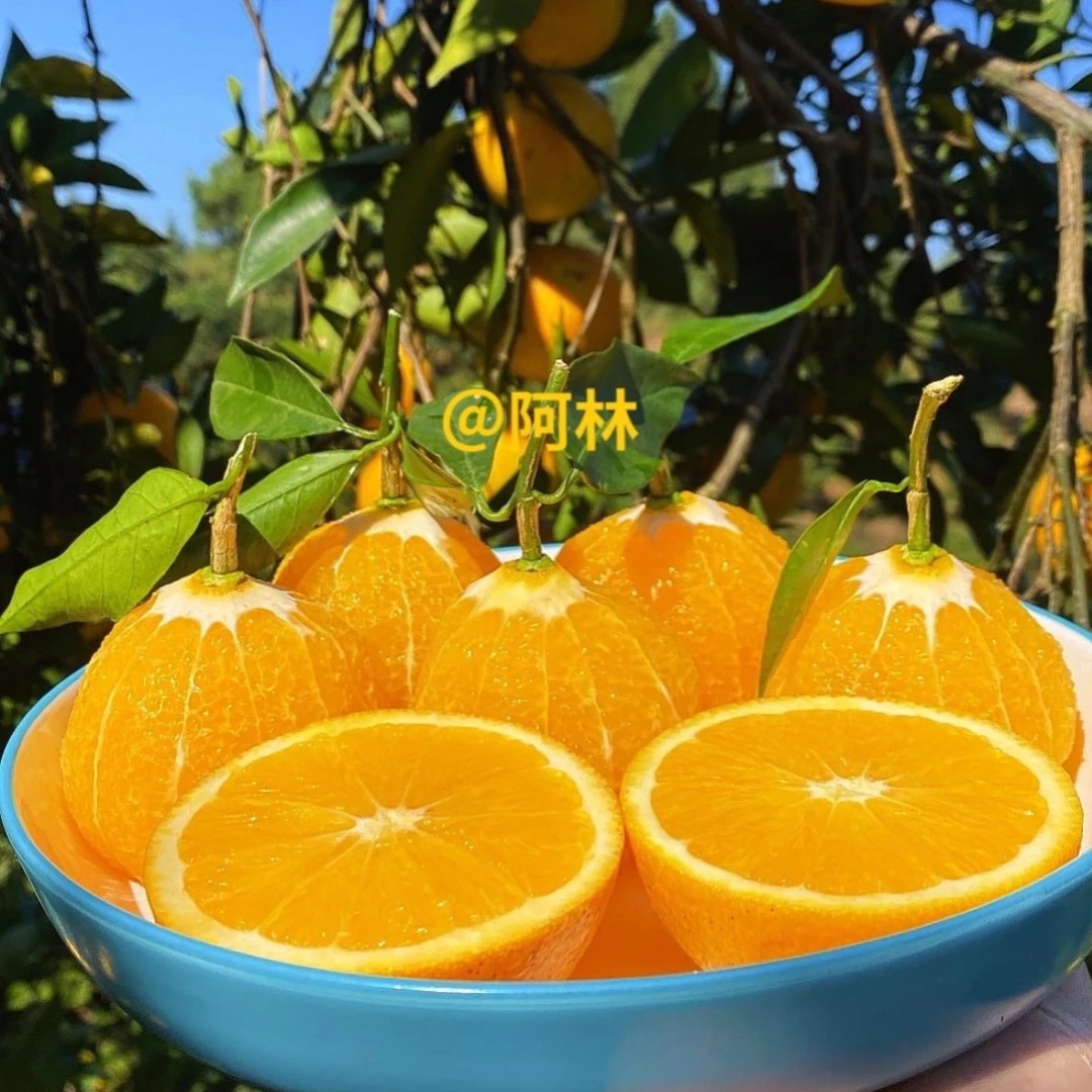 麻阳高山脆甜冰糖橙 净重5斤/9斤 自家果园新鲜现摘现发