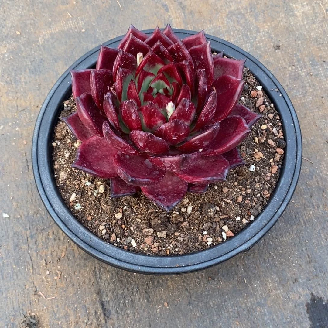 东***北血萝888888888