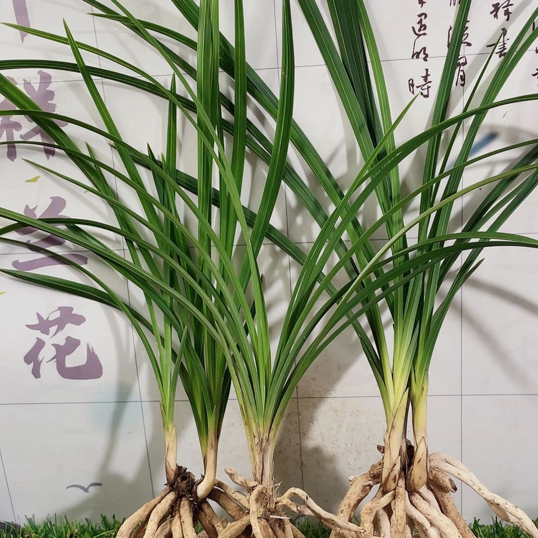 无***哥完全开放兰花兰花