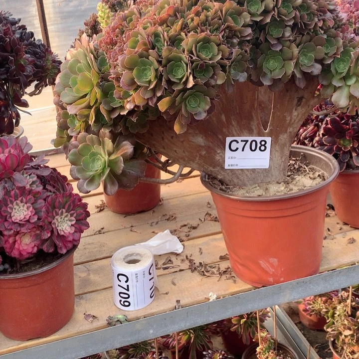 708玫瑰缀朵朵多肉法师