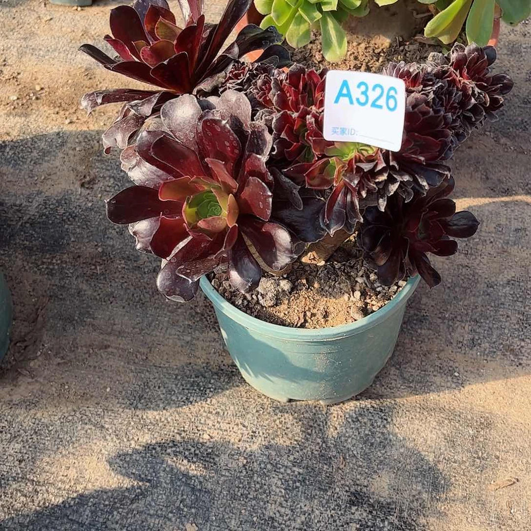 多肉植物326多肉