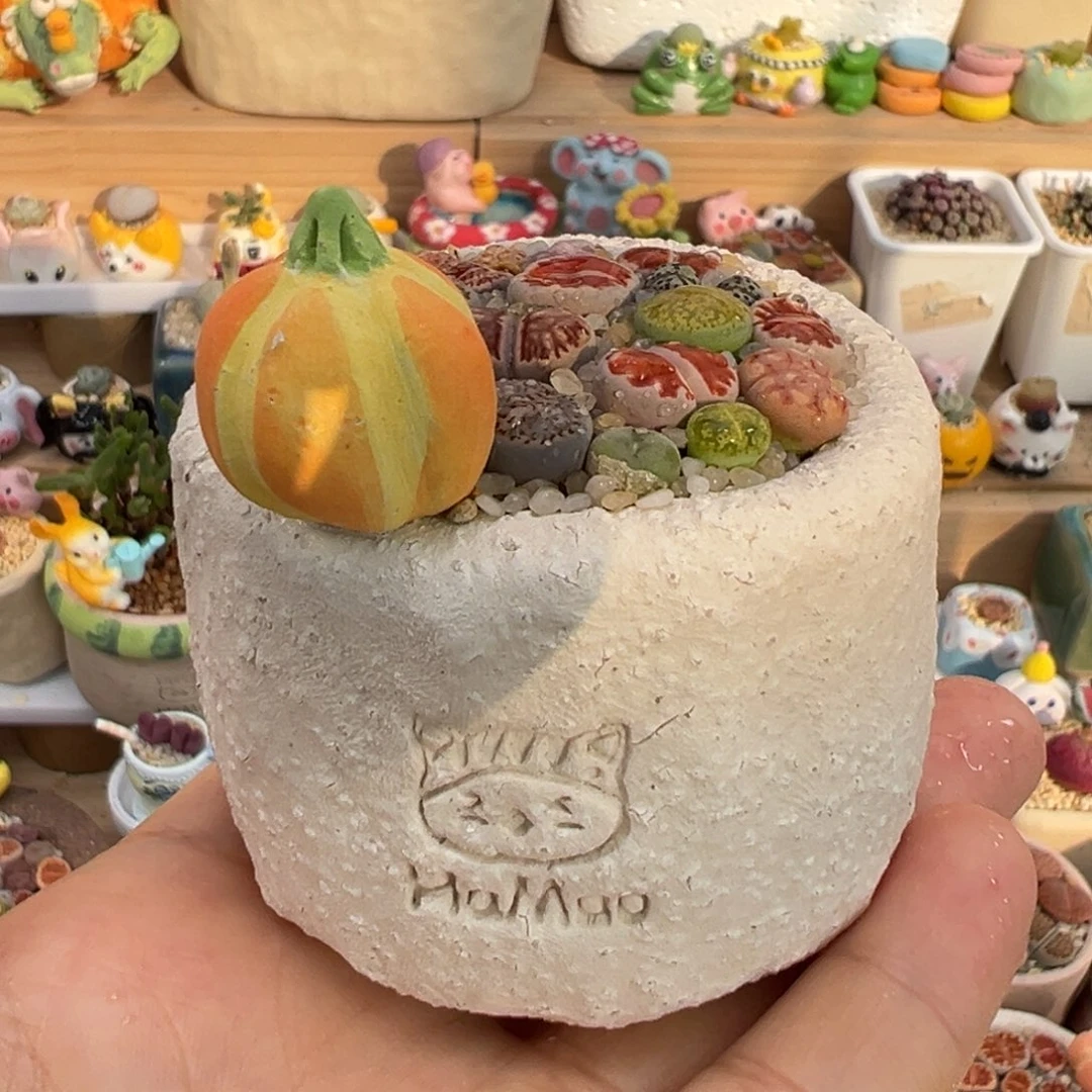 多肉植物27号彩色