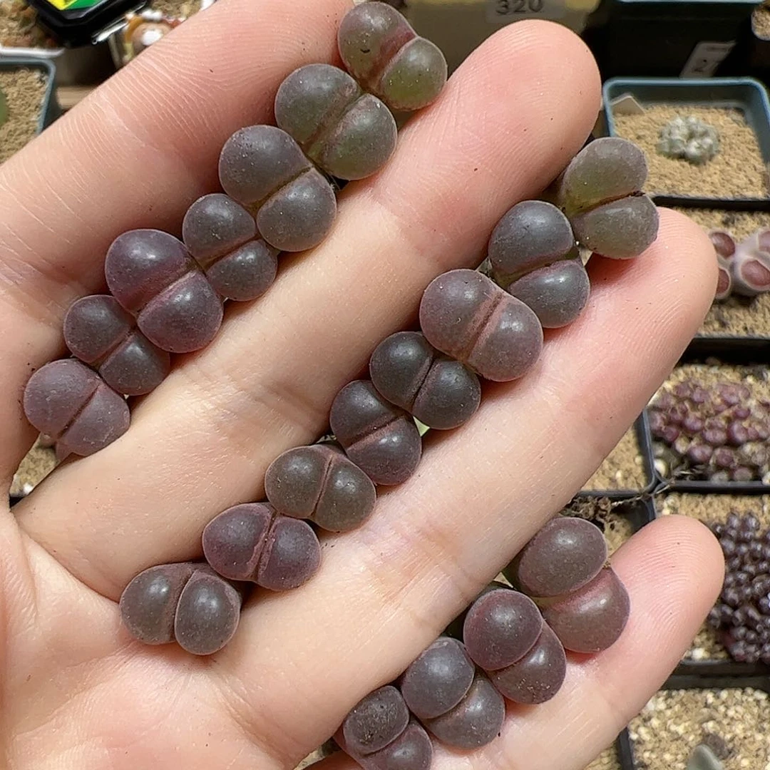 【闪购商品】328 开播福利