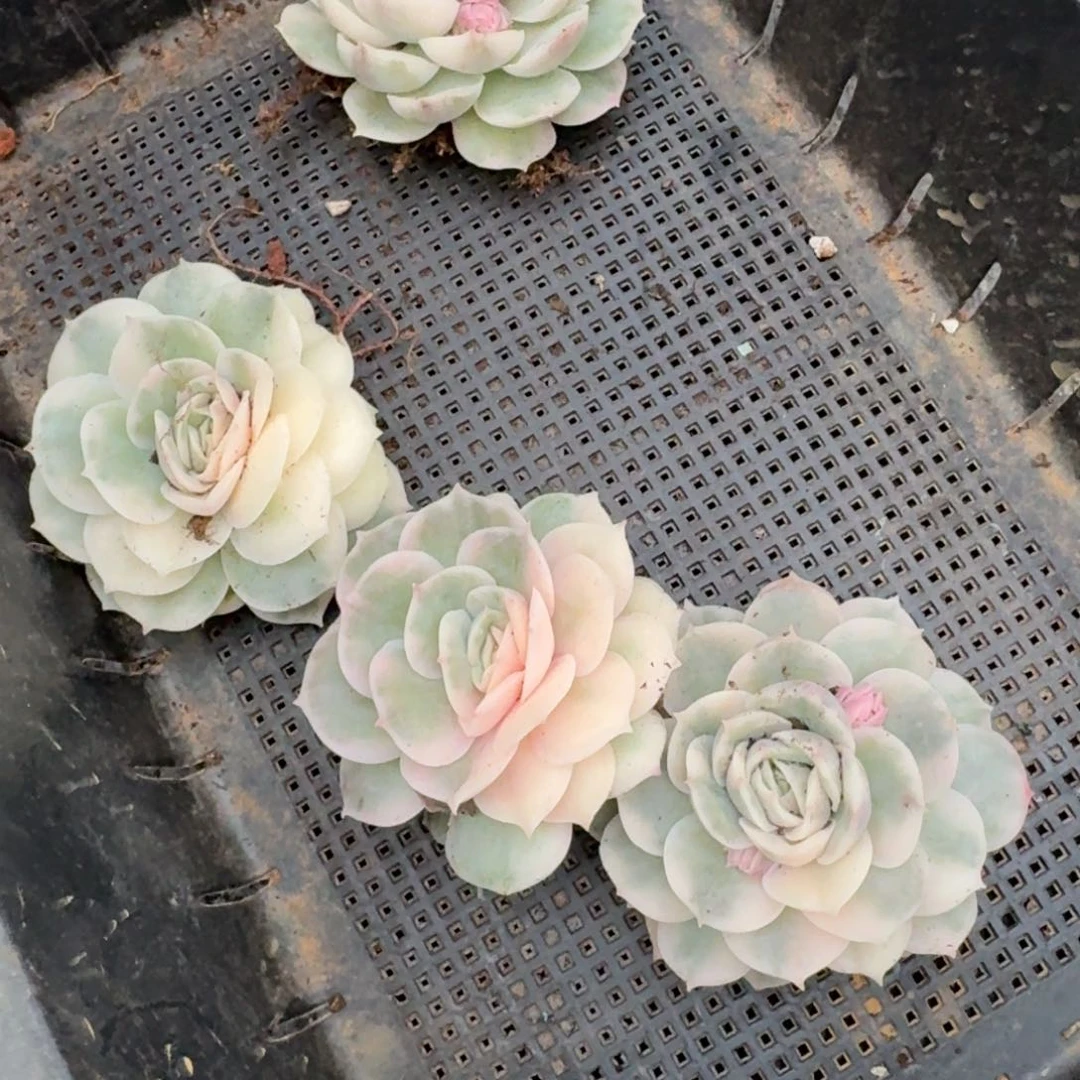 一富轮+三花共四颗昂斯诺锦量拍