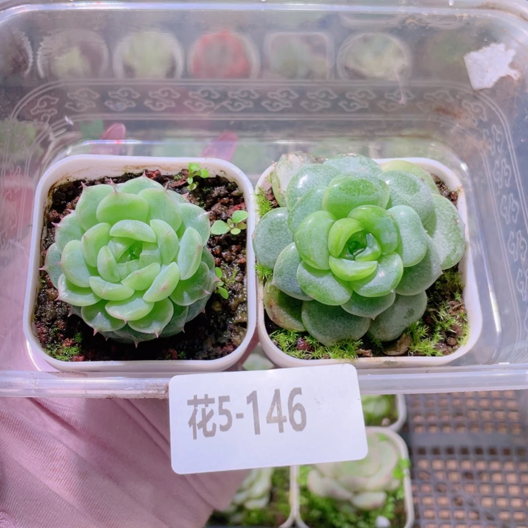 花利美5-146珍妮2颗