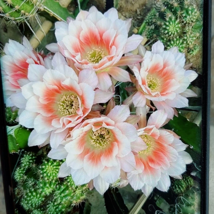 33丽花阳光少女歪无根侧芽3公分左右20包邮