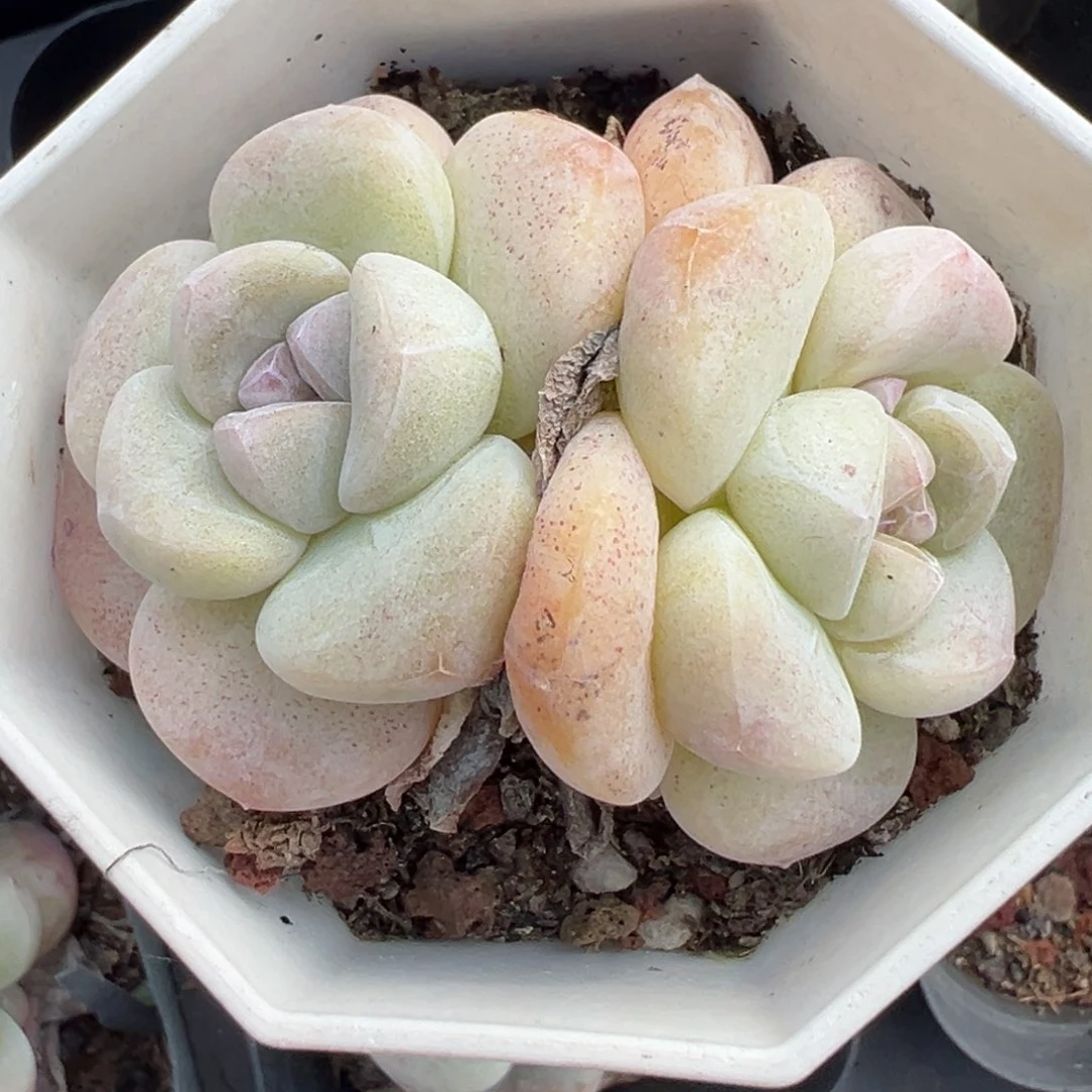 大****❤小卡拉米糖心一物一拍