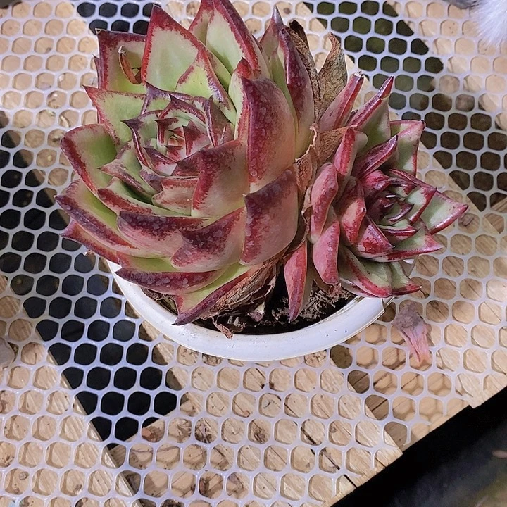 冬***华多肉植物老板双头群