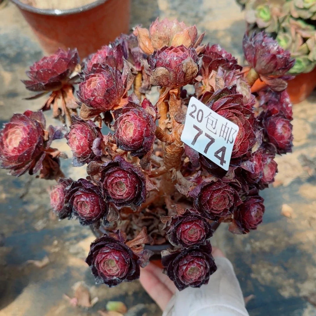 脸谱带阴阳多肉774满20包邮断枝不包