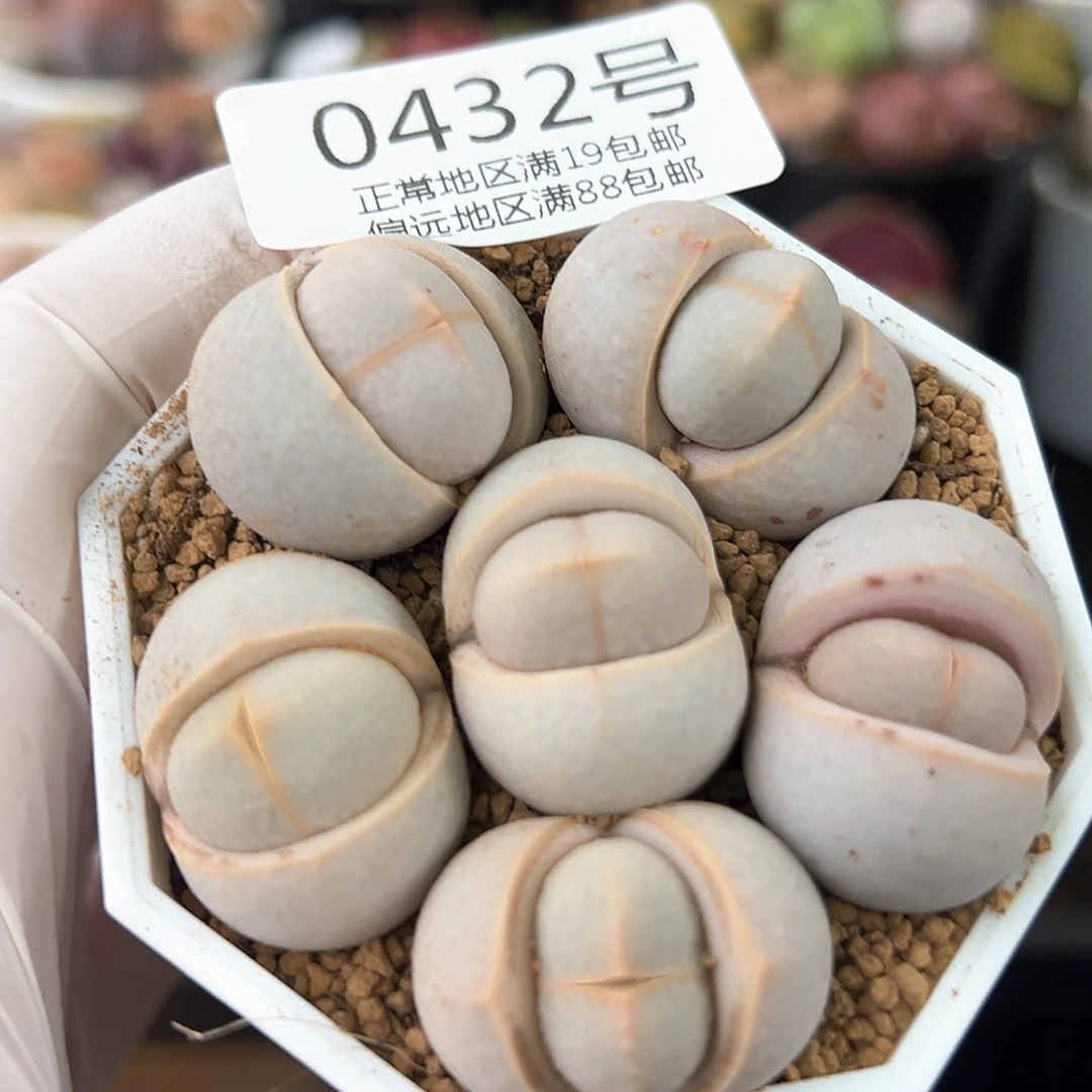 好养易活生石花大母本0432