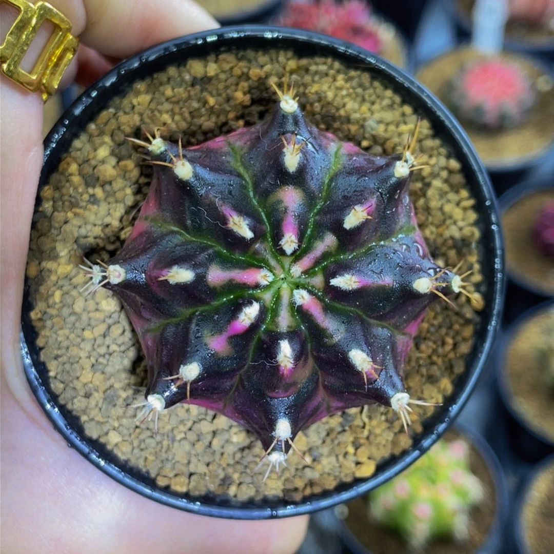 米哈星球00000000000002028