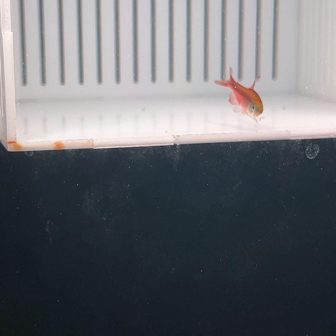 慕***你灯科鱼超级红魔鬼小小的哦