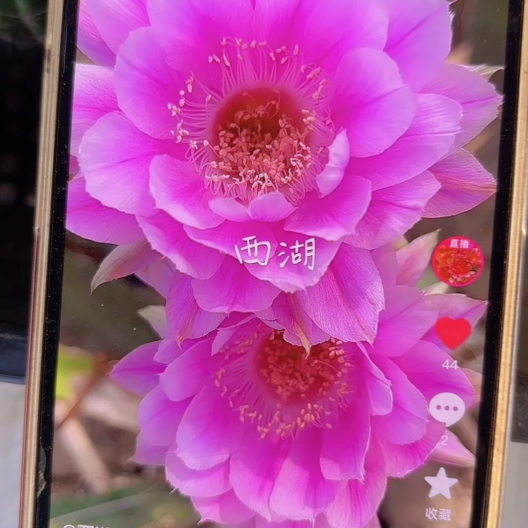 Us8彩侧牙20包邮仙人球10