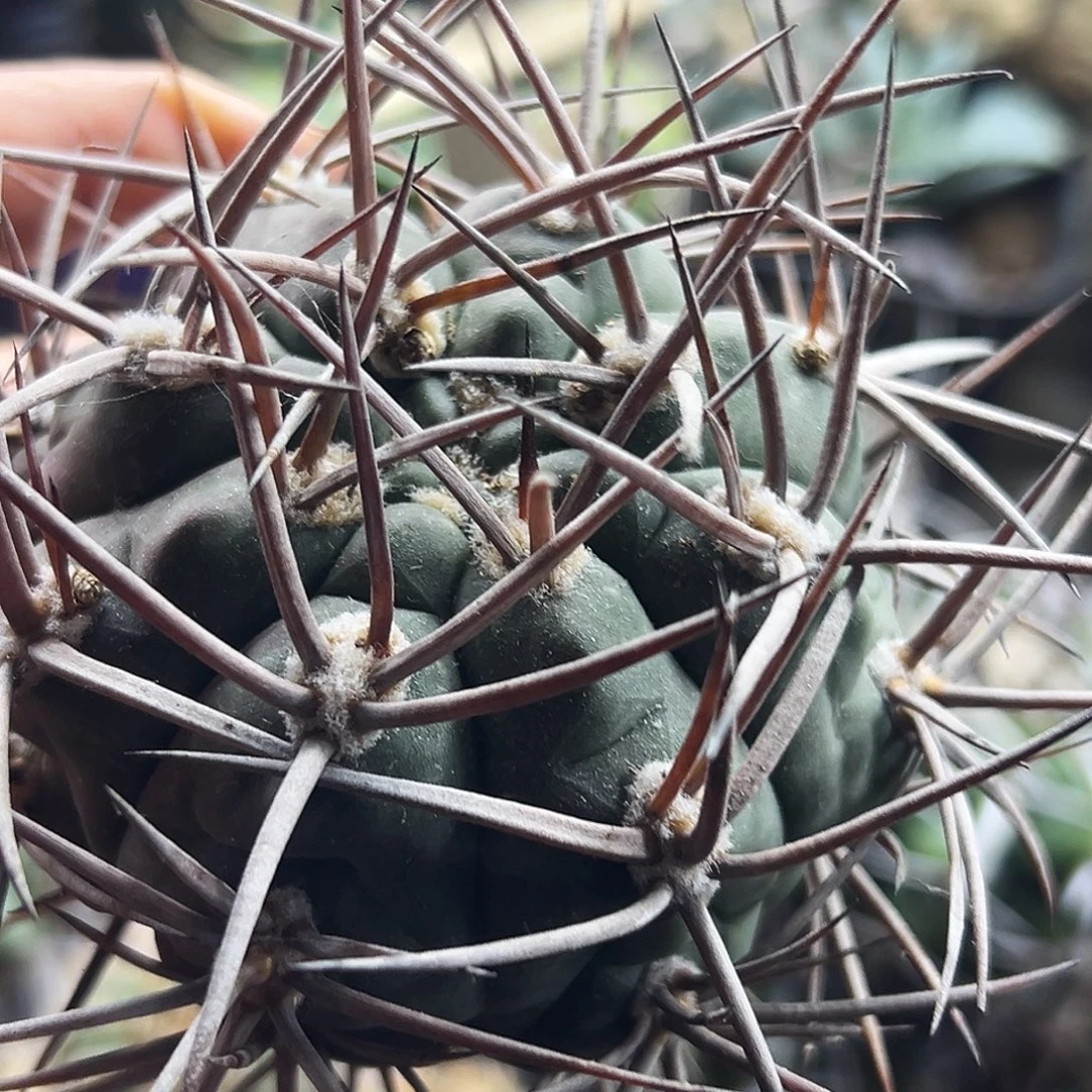 摩天龙有根仙人球666666