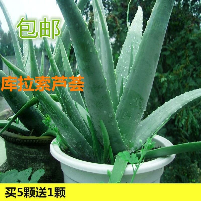 【15.5万人好评】库拉索芦荟美容补水芦荟盆栽可食用芦荟植物芦荟
