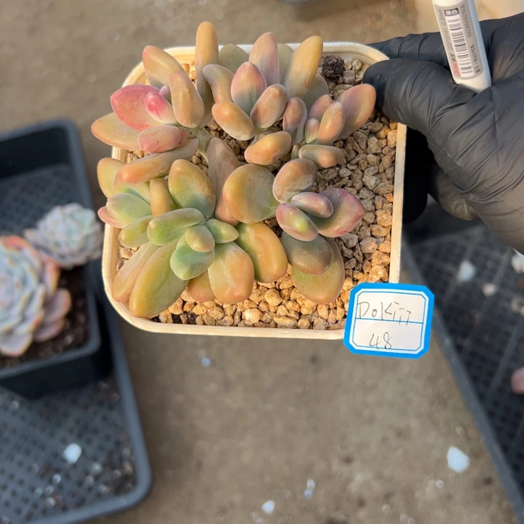 D****i1111111111111111111