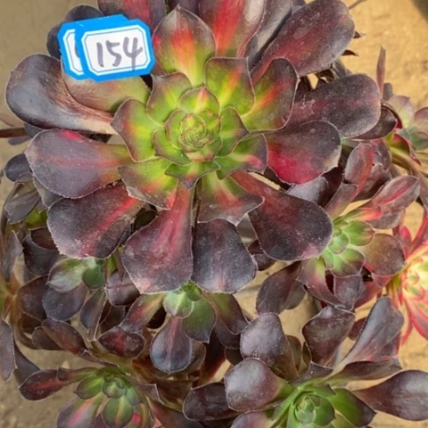 花蝴蝶一物一拍，