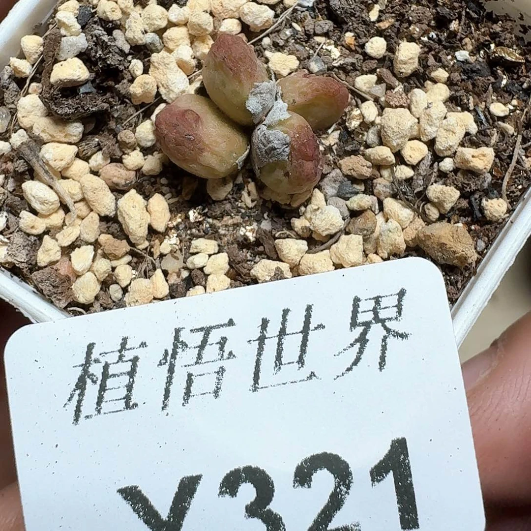 321盒的植物哇f f