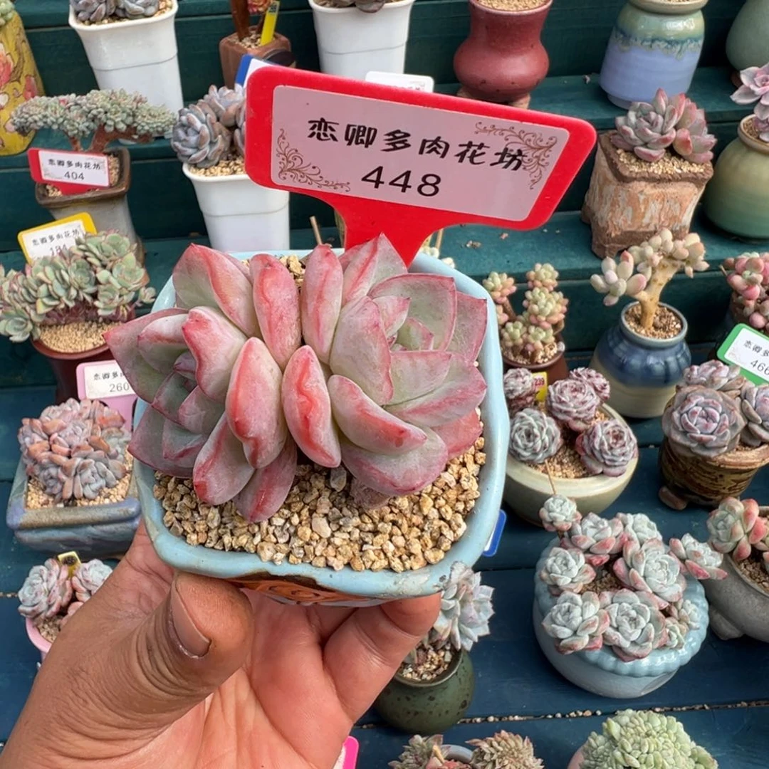 448泡芙双头老桩无砍